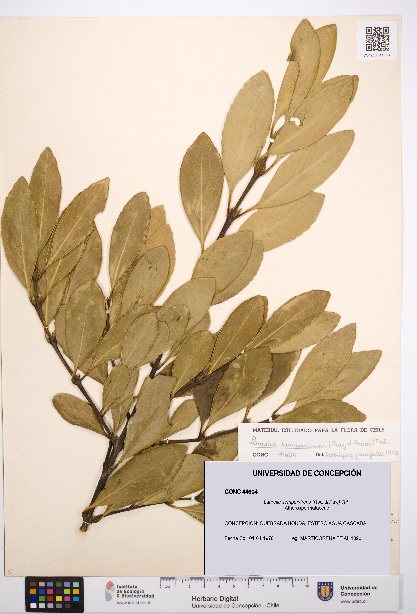 Laurelia sempervirens [Espécimen: UDEC:CONC:0044604]