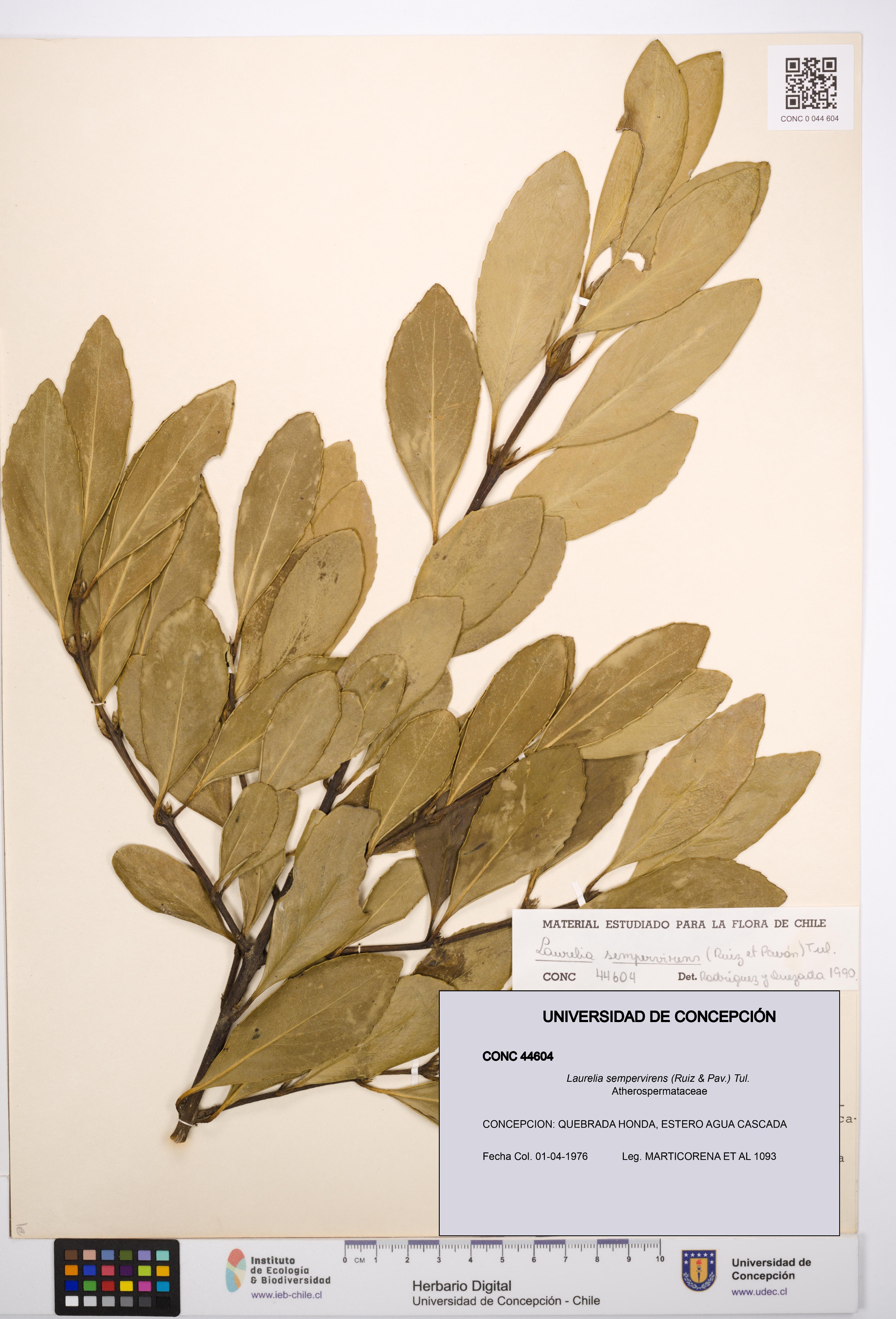 Laurelia sempervirens [Espécimen: UDEC:CONC:0044604]