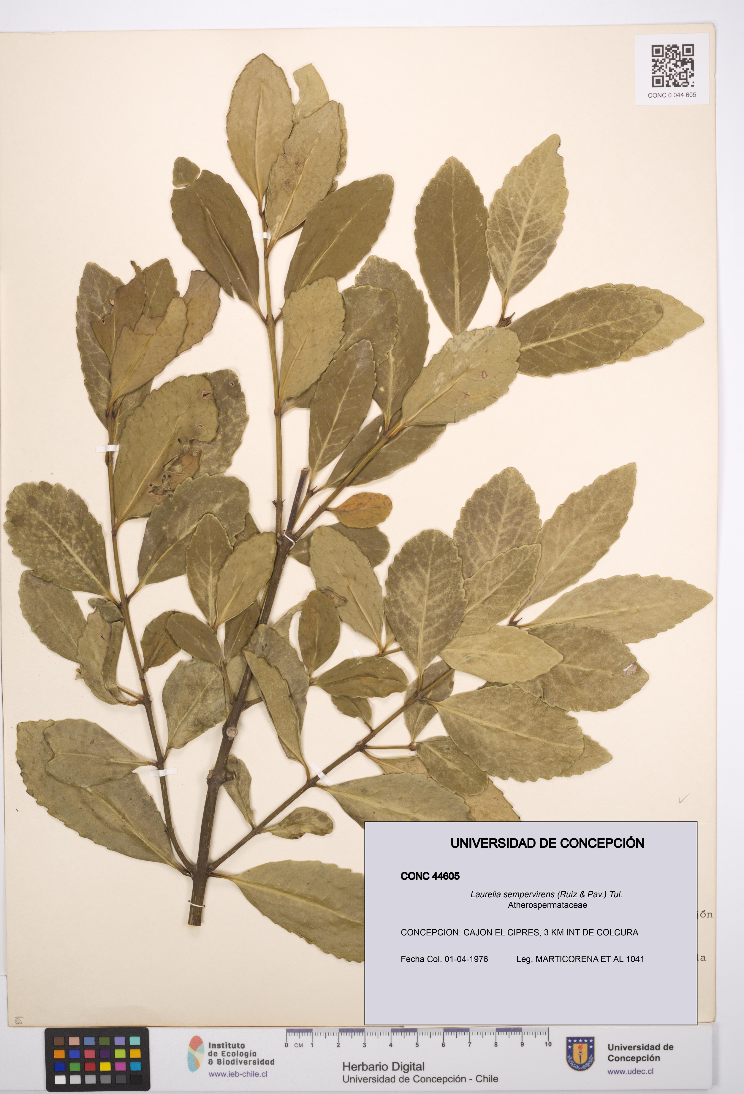 Laurelia sempervirens [Espécimen: UDEC:CONC:0044605]