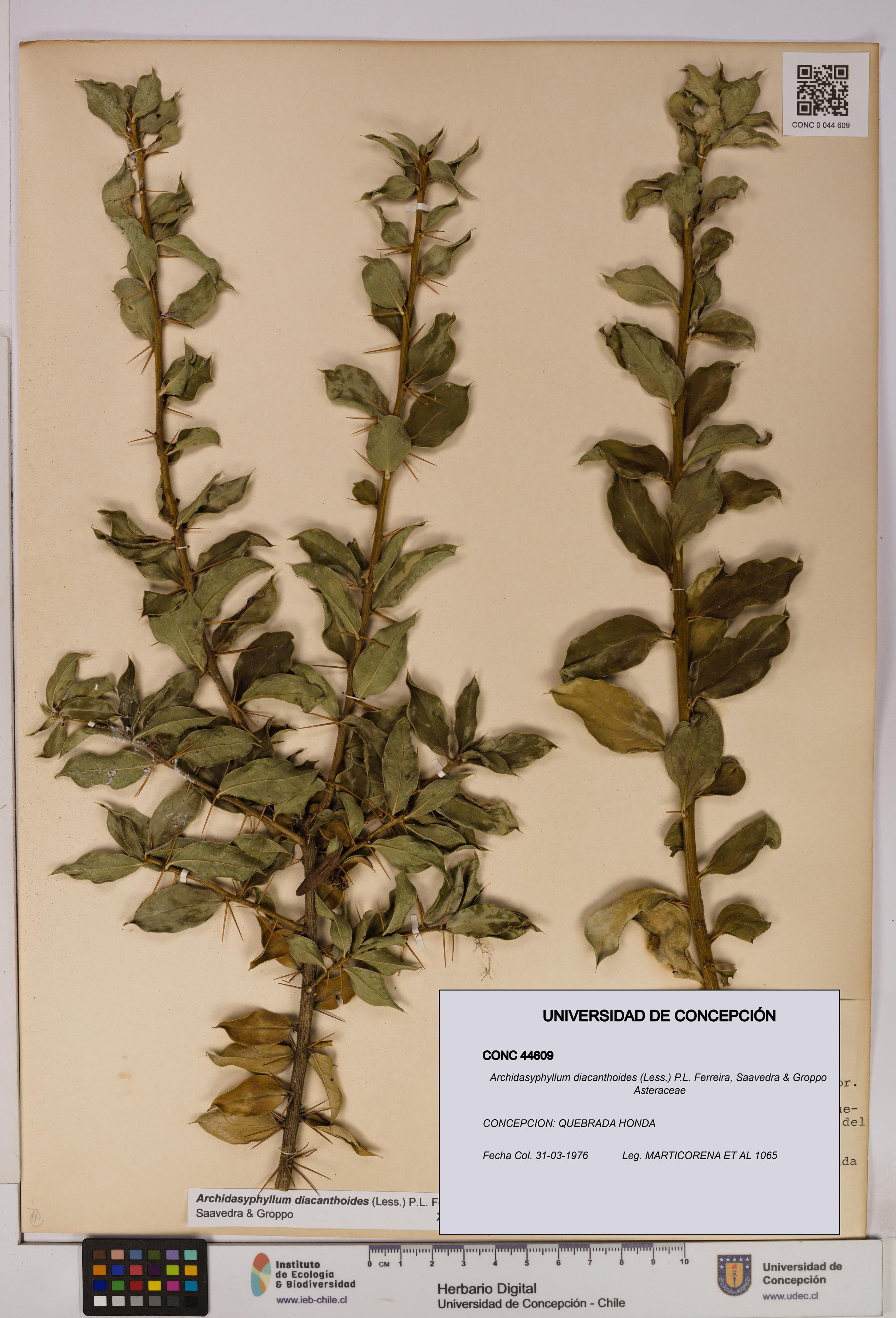 Archidasyphyllum diacanthoides [Espécimen: UDEC:CONC:0044609]