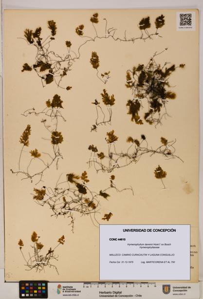 Hymenophyllum darwinii [Espécimen: UDEC:CONC:0044610]