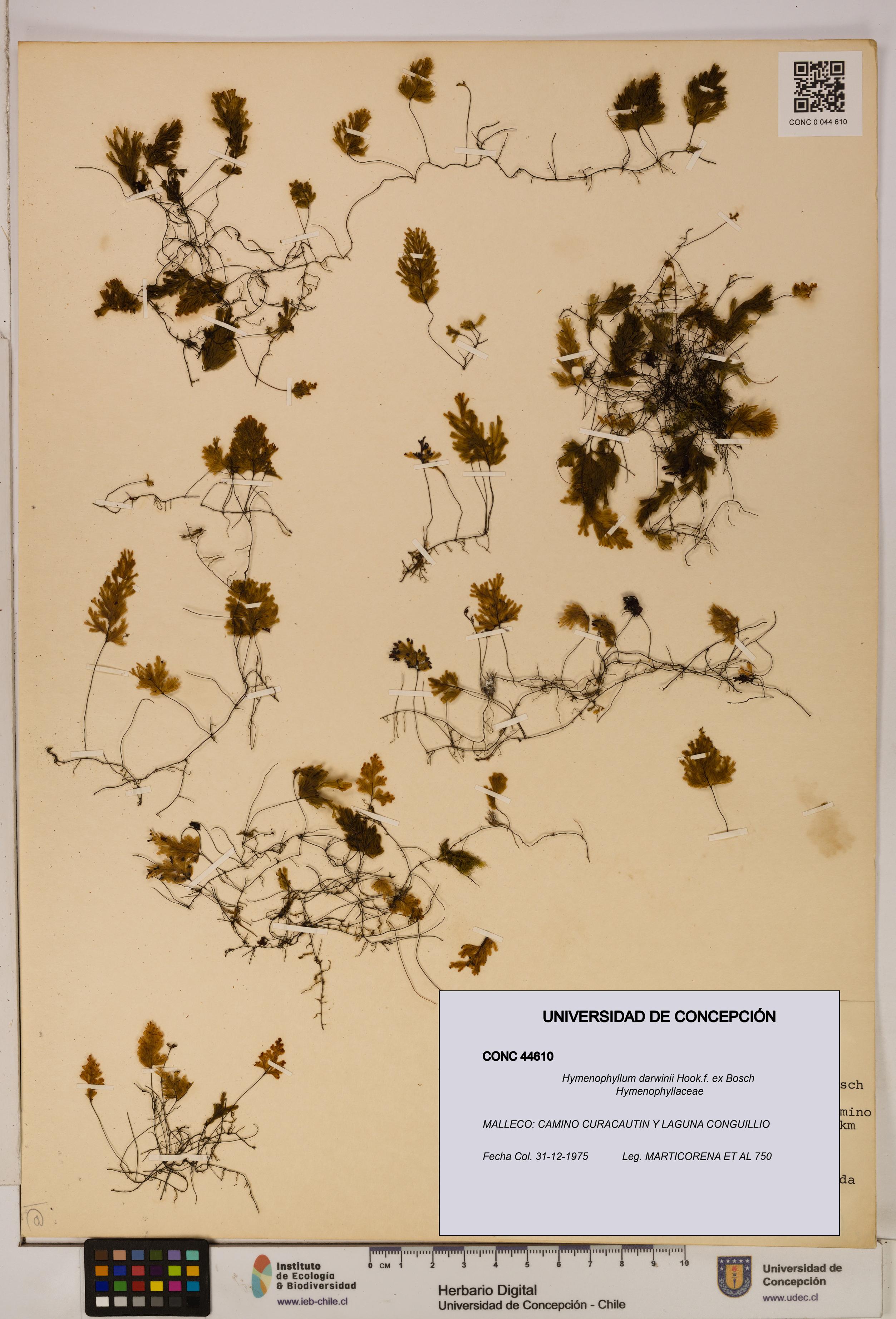 Hymenophyllum darwinii [Espécimen: UDEC:CONC:0044610]
