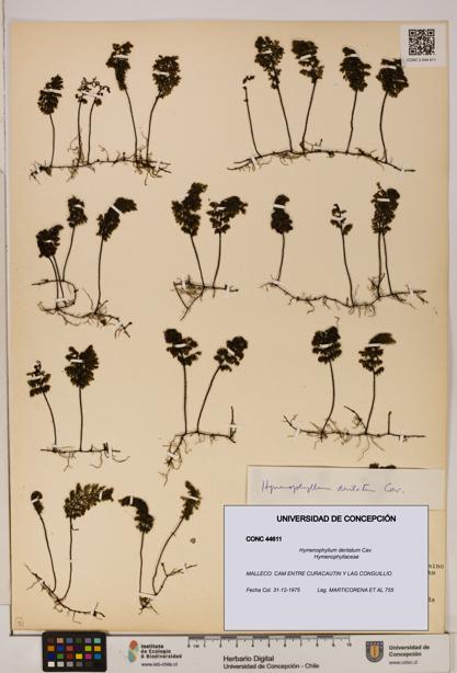 Hymenophyllum dentatum [Espécimen: UDEC:CONC:0044611]