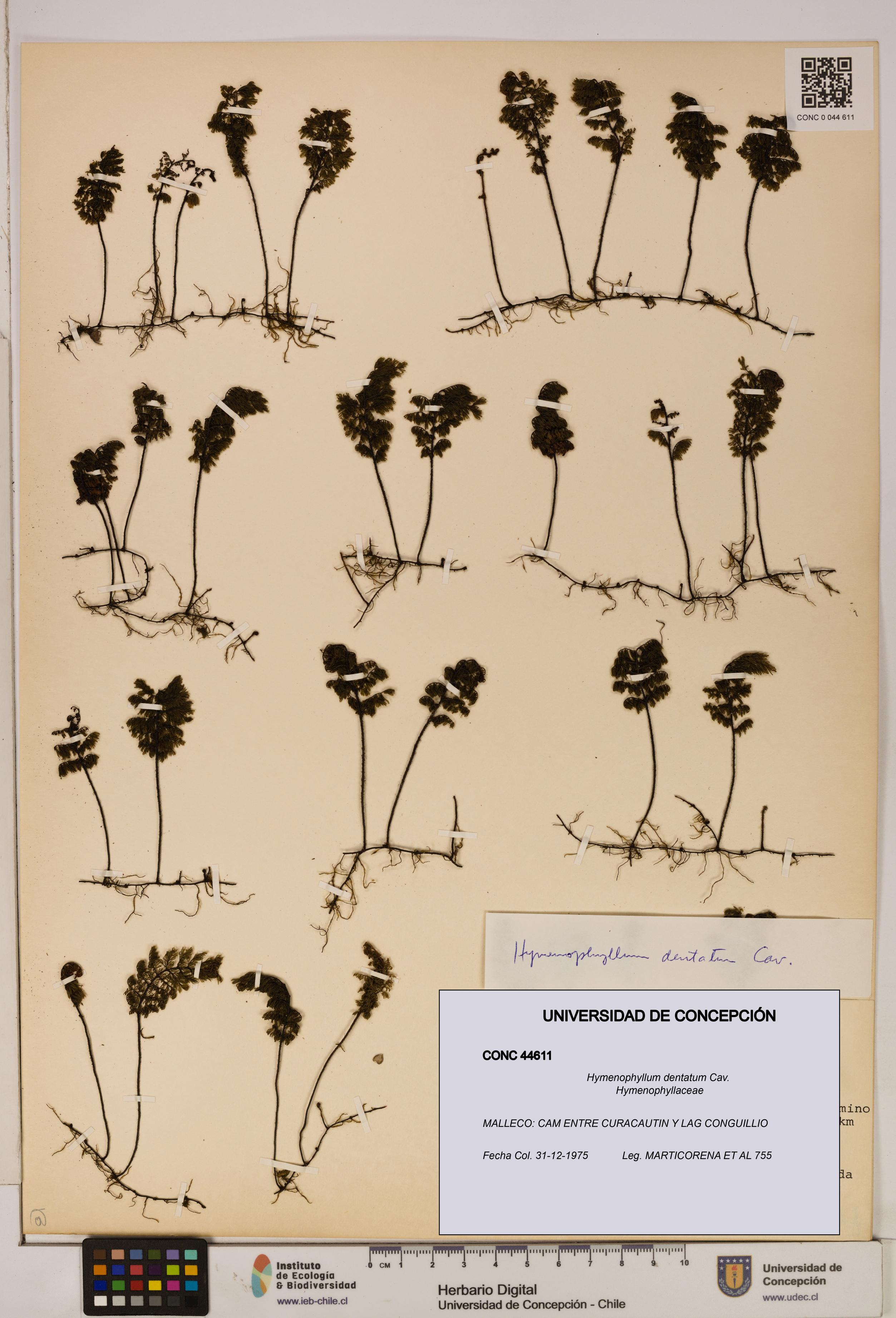 Hymenophyllum dentatum [Espécimen: UDEC:CONC:0044611]