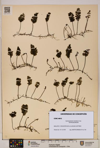 Hymenophyllum dentatum [Espécimen: UDEC:CONC:0044612]