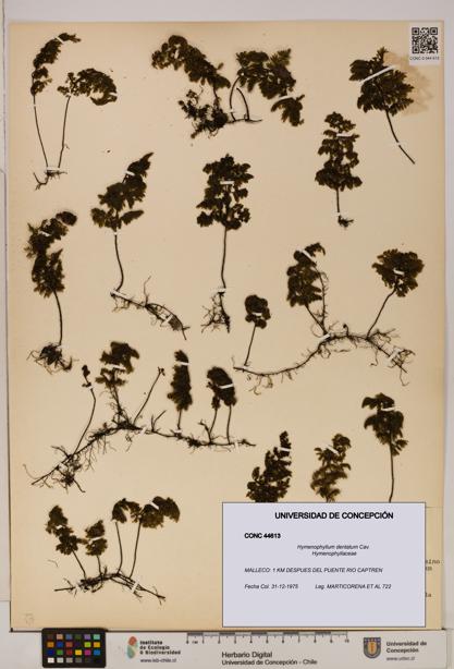 Hymenophyllum dentatum [Espécimen: UDEC:CONC:0044613]
