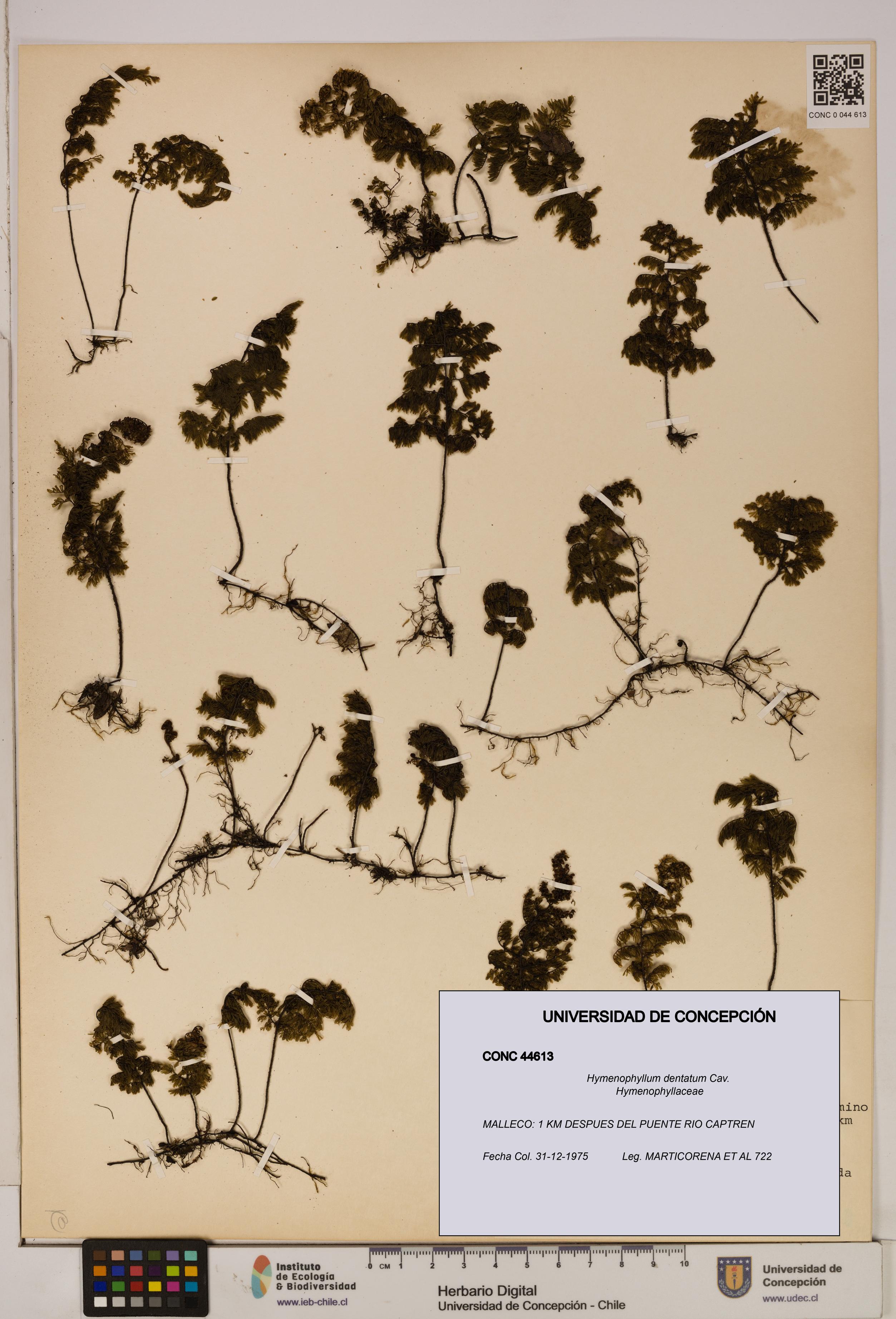 Hymenophyllum dentatum [Espécimen: UDEC:CONC:0044613]