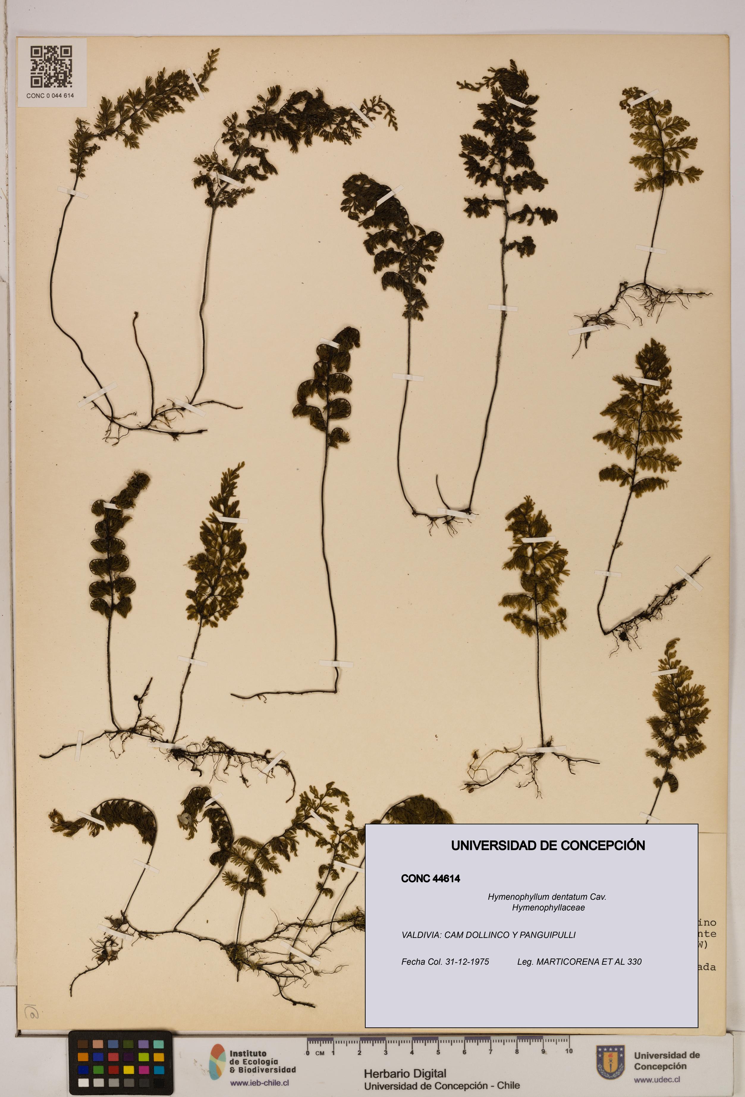 Hymenophyllum dentatum [Espécimen: UDEC:CONC:0044614]