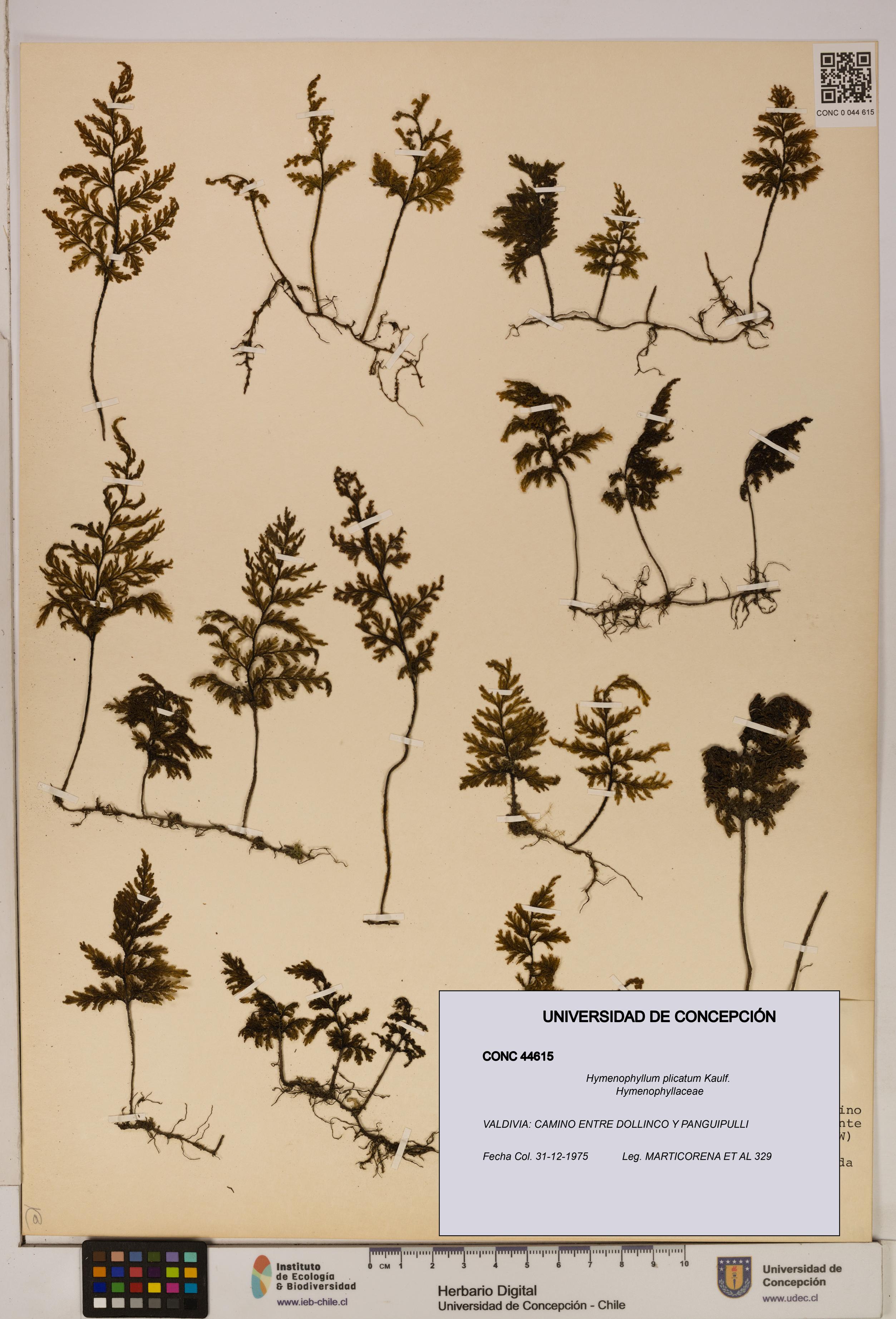 Hymenophyllum plicatum [Espécimen: ]