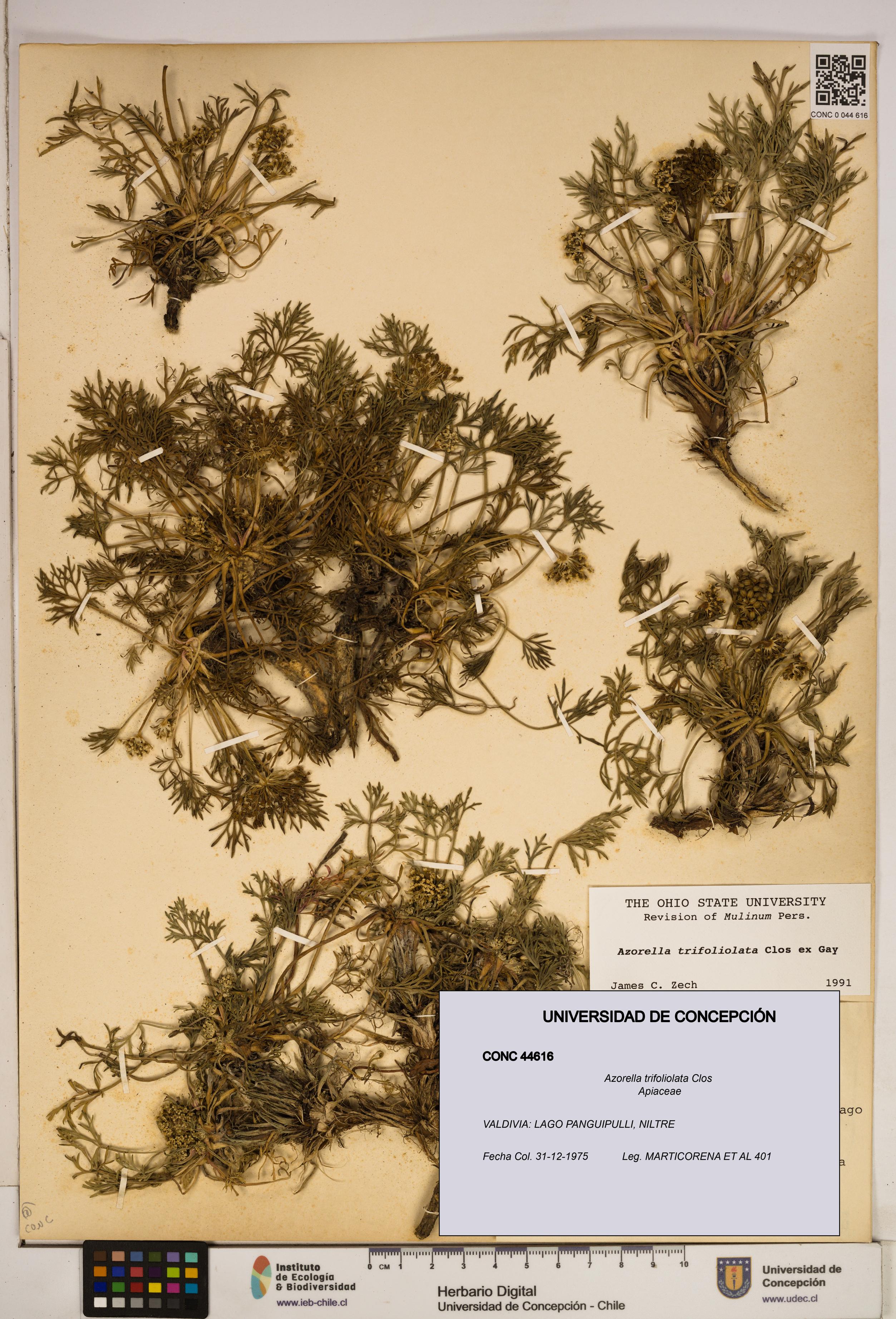 Azorella trifoliolata [Espécimen: ]