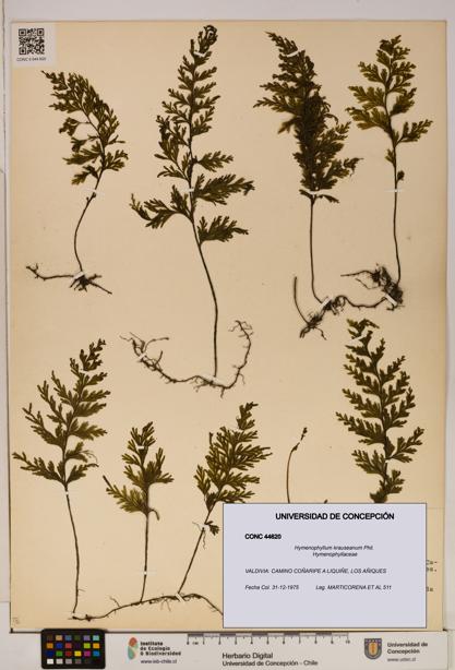 Hymenophyllum krauseanum [Espécimen: ]