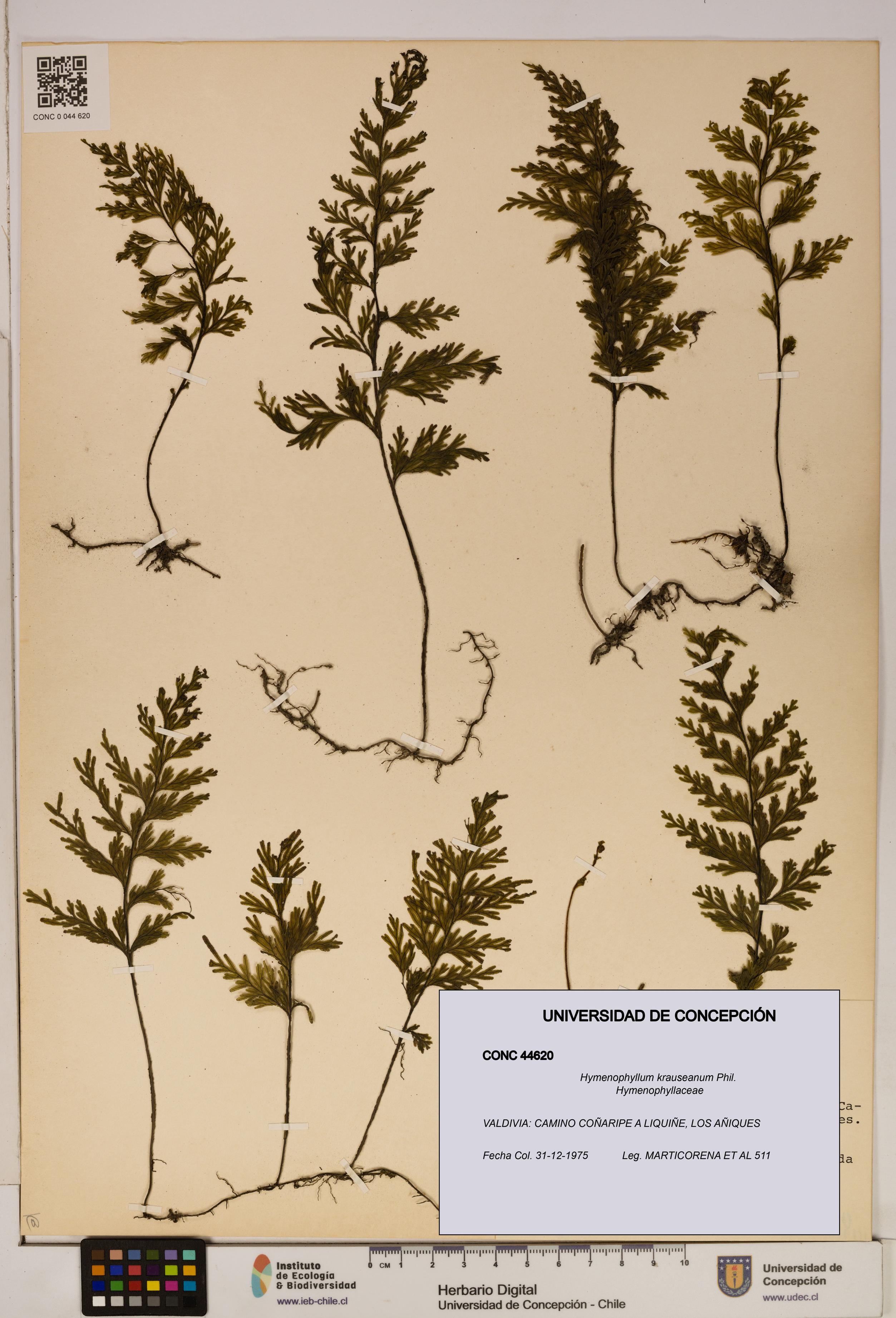Hymenophyllum krauseanum [Espécimen: ]