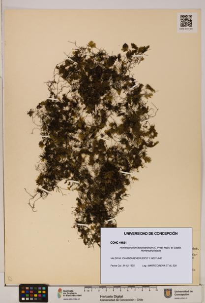 Hymenophyllum dicranotrichum [Espécimen: UDEC:CONC:0044621]