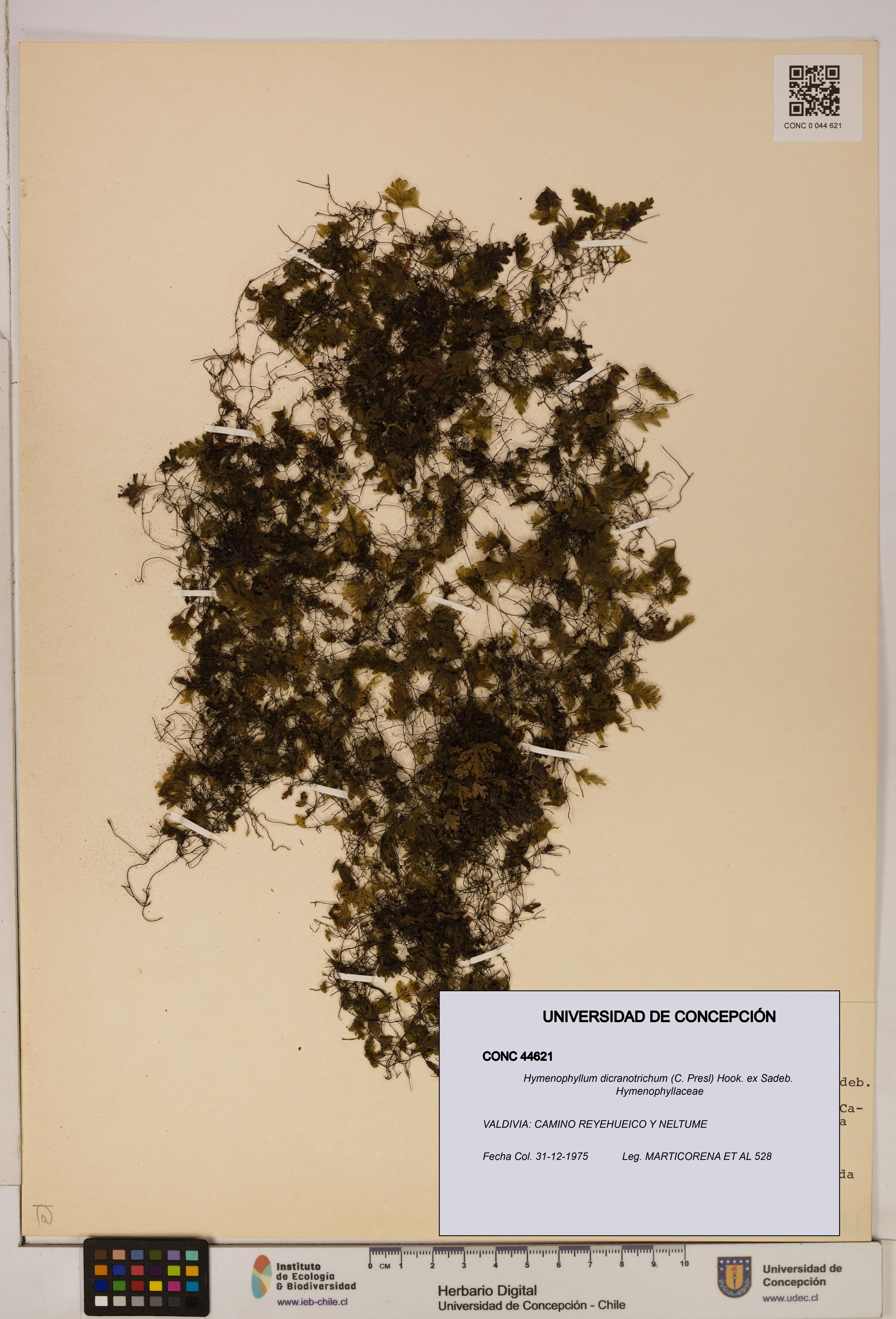 Hymenophyllum dicranotrichum [Espécimen: UDEC:CONC:0044621]