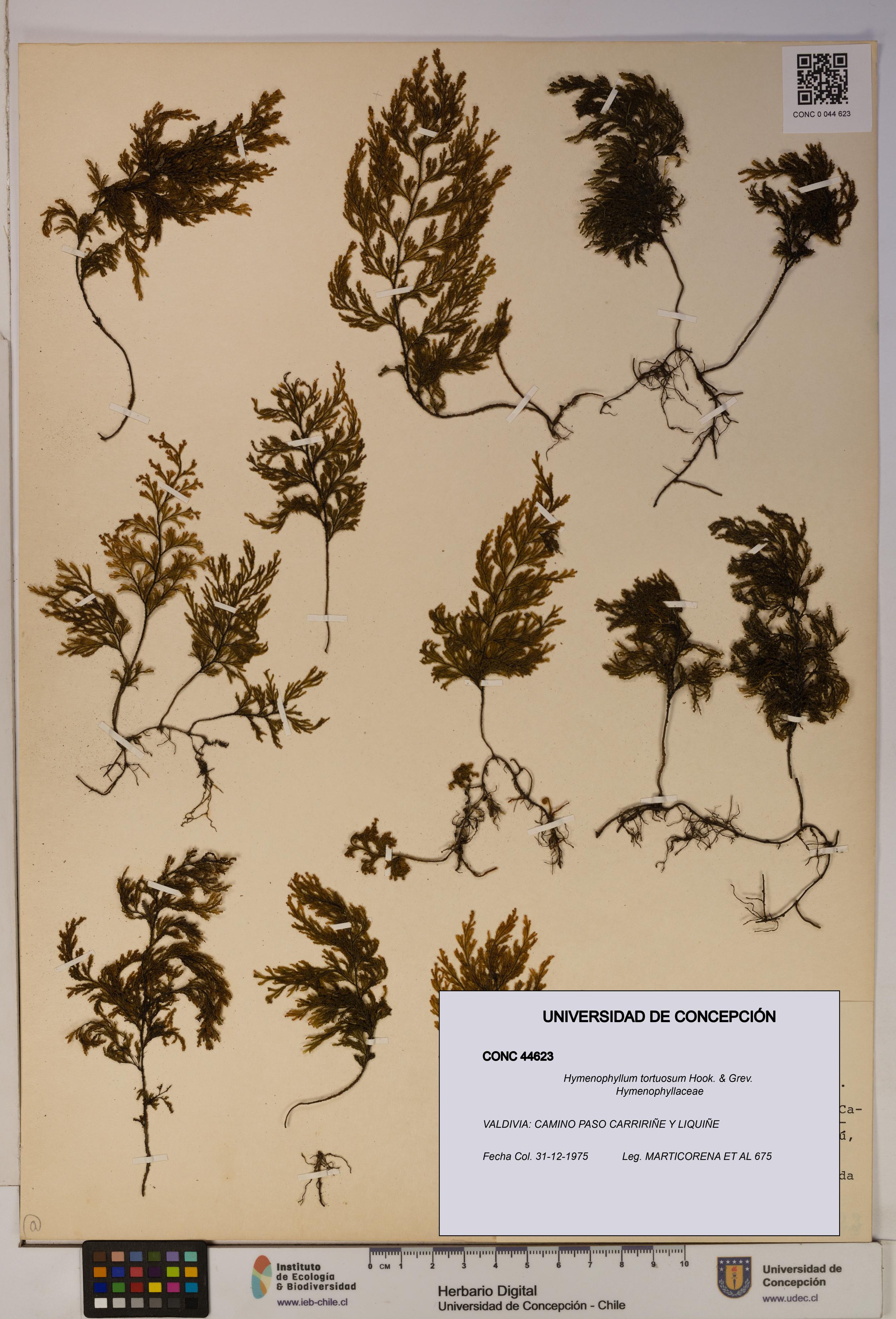 Hymenophyllum tortuosum [Espécimen: ]
