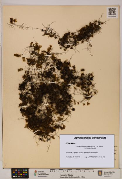 Hymenophyllum darwinii [Espécimen: UDEC:CONC:0044624]