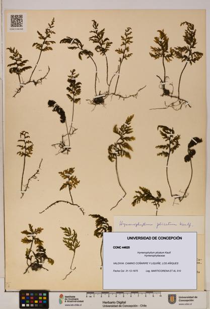 Hymenophyllum plicatum [Espécimen: ]
