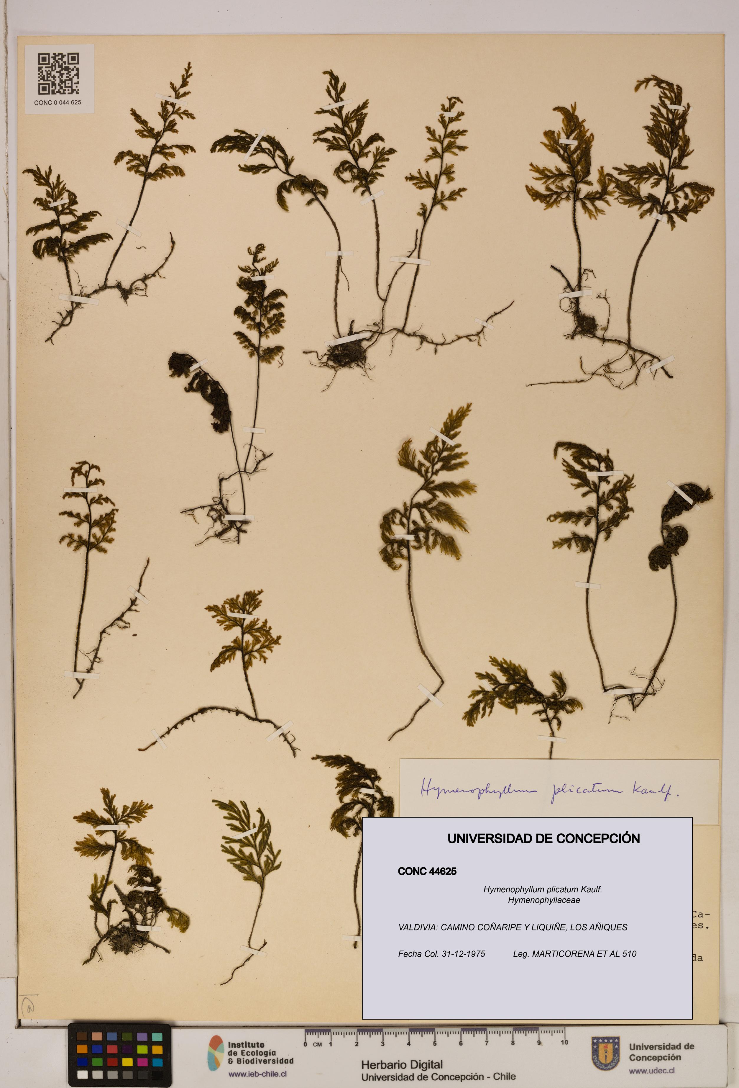 Hymenophyllum plicatum [Espécimen: ]