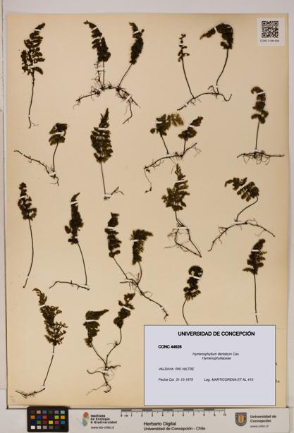 Hymenophyllum dentatum [Espécimen: UDEC:CONC:0044626]