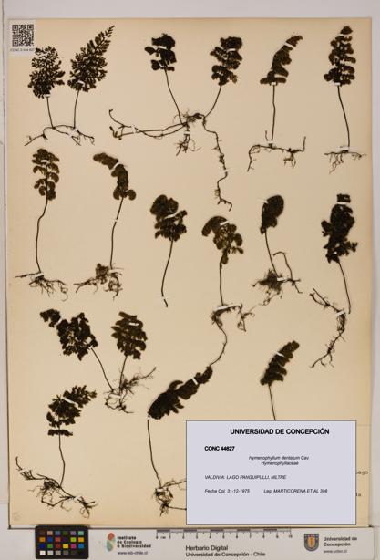Hymenophyllum dentatum [Espécimen: UDEC:CONC:0044627]