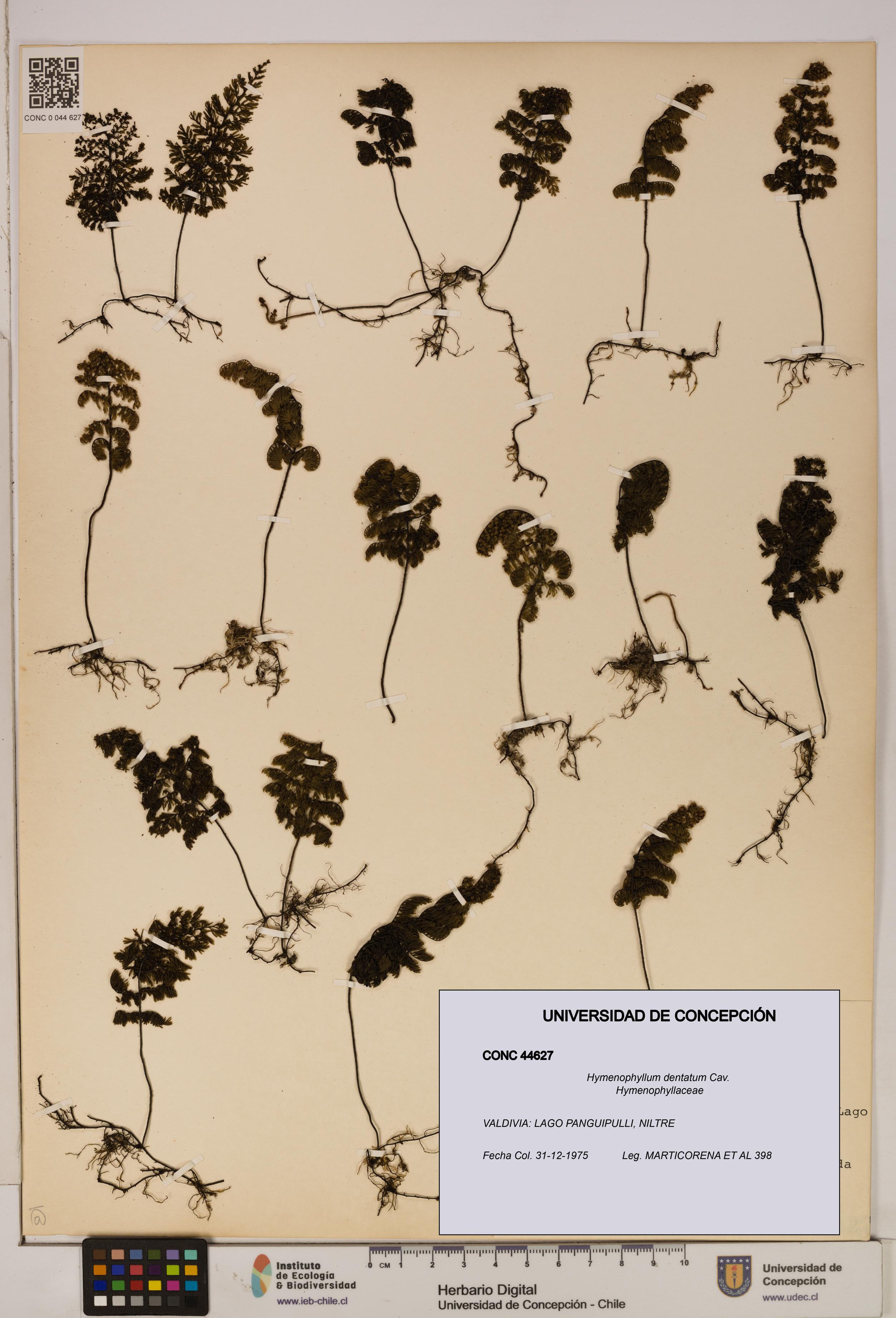 Hymenophyllum dentatum [Espécimen: UDEC:CONC:0044627]