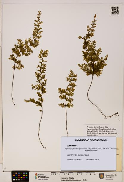 Hymenophyllum ferrugineum [Espécimen: UDEC:CONC:0044631]