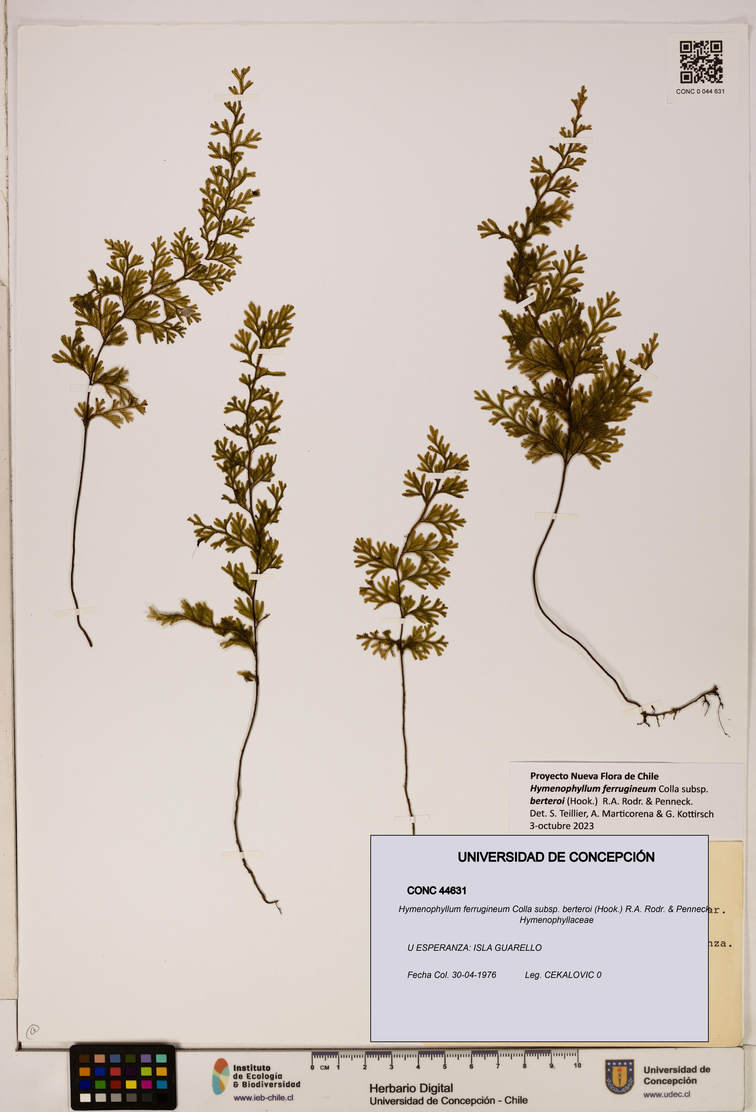 Hymenophyllum ferrugineum [Espécimen: UDEC:CONC:0044631]