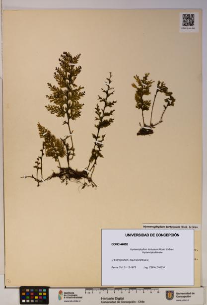 Hymenophyllum tortuosum [Espécimen: ]