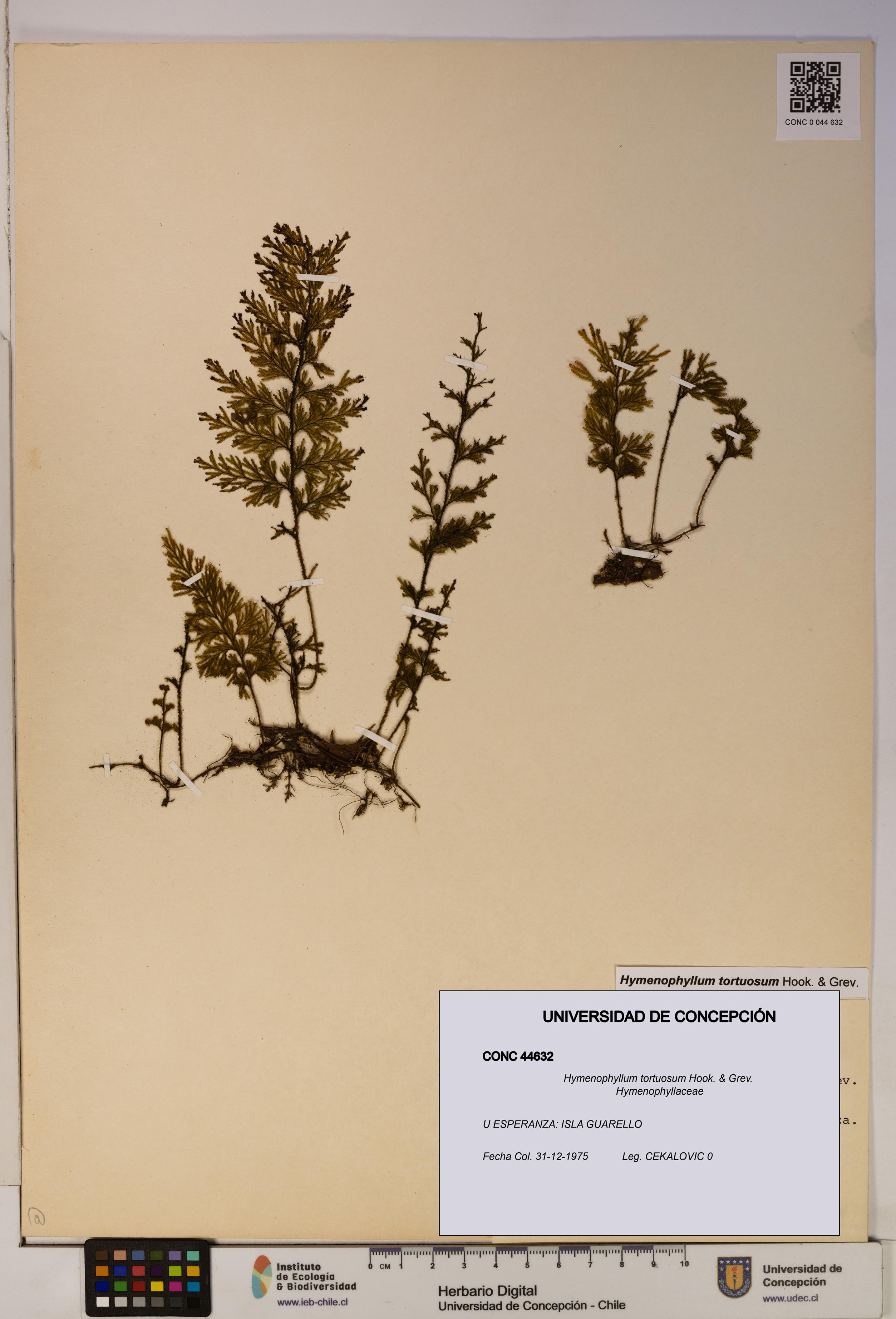 Hymenophyllum tortuosum [Espécimen: ]
