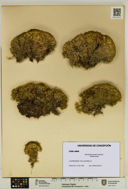 Gaimardia australis [Espécimen: UDEC:CONC:0044634]