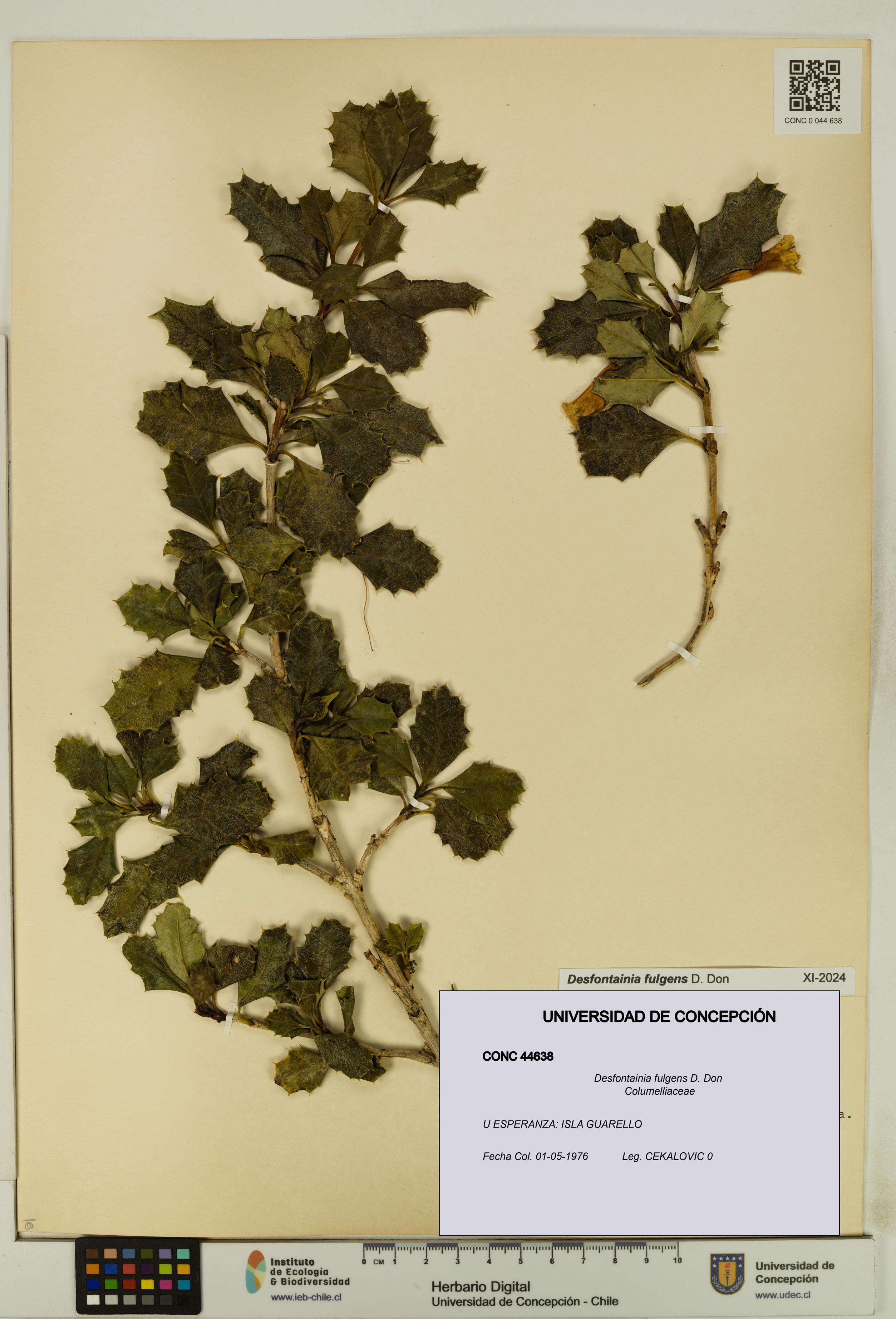 Desfontainia fulgens [Espécimen: UDEC:CONC:0044638]