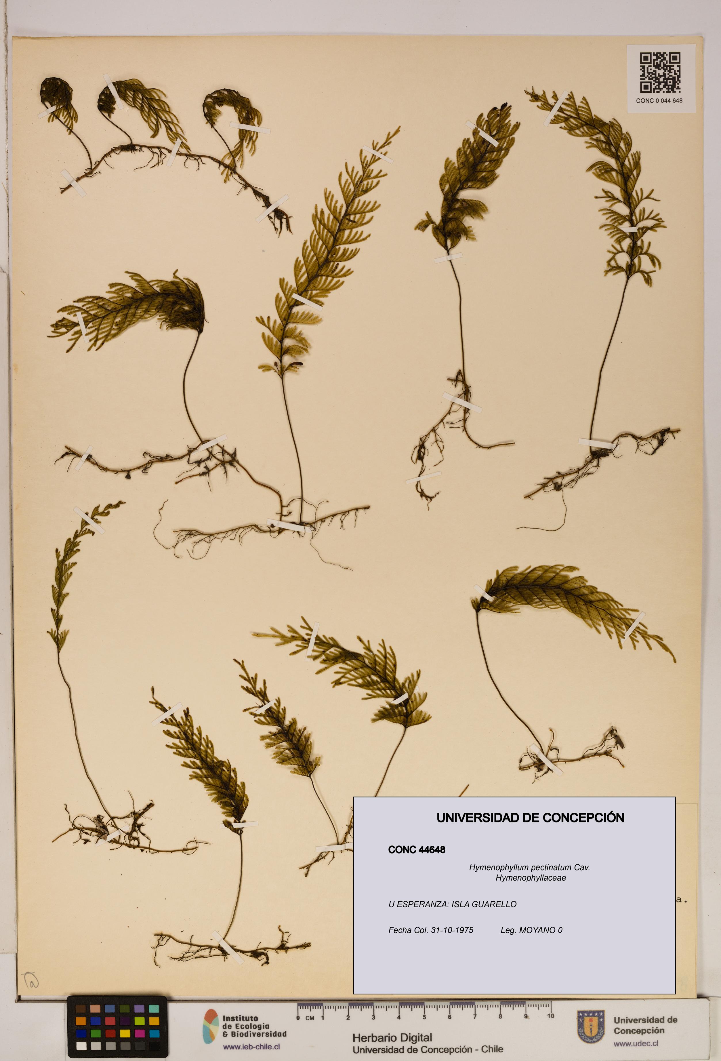 Hymenophyllum pectinatum [Espécimen: ]