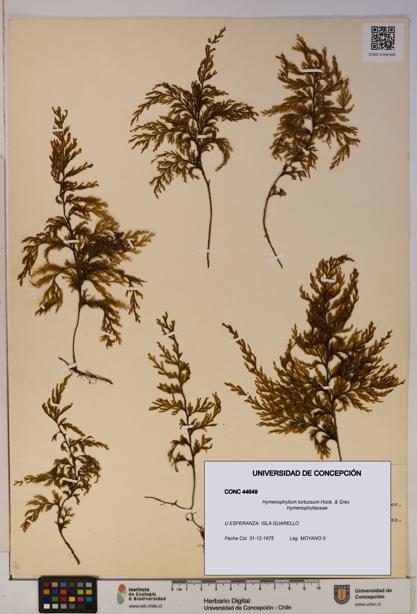 Hymenophyllum tortuosum [Espécimen: ]