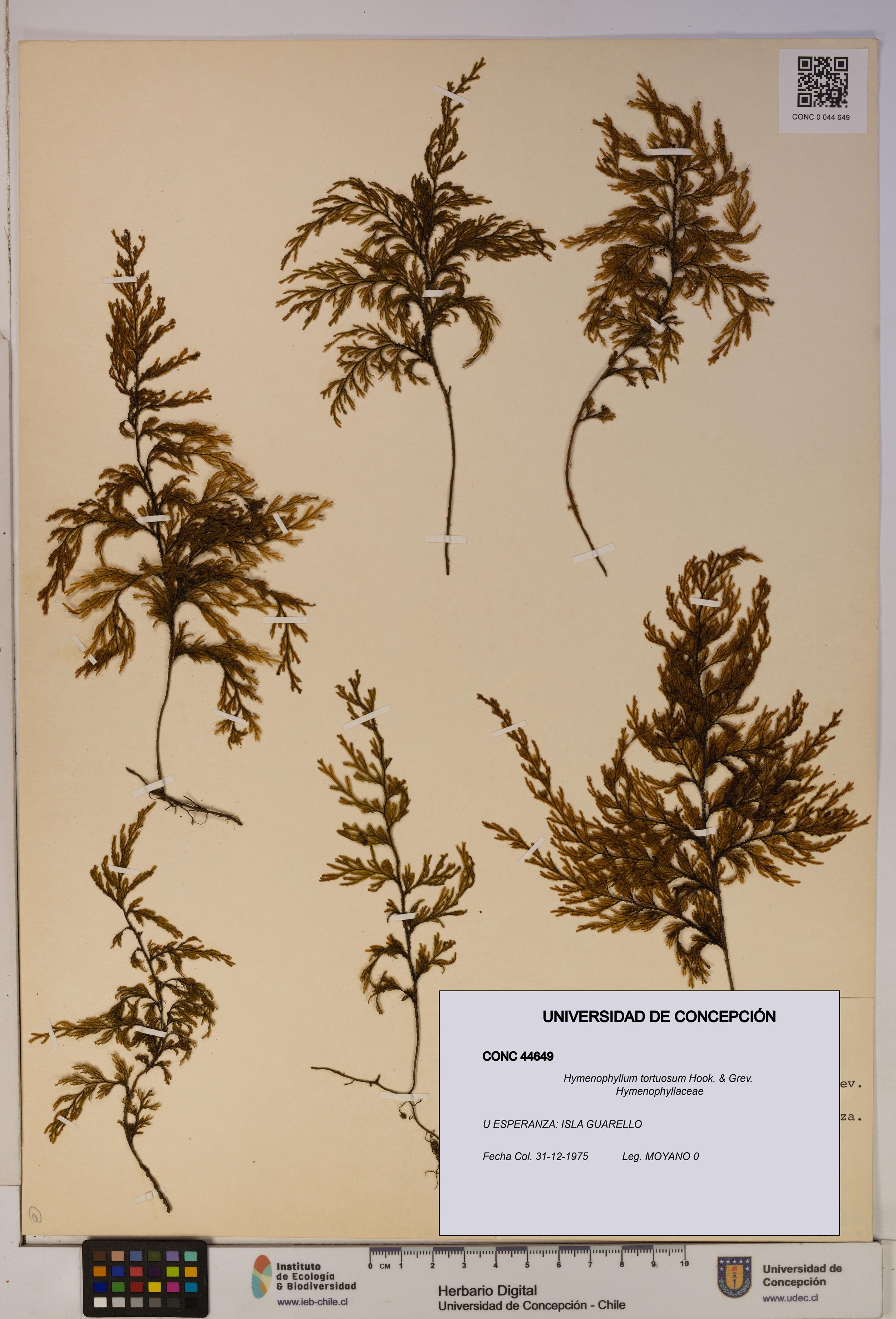 Hymenophyllum tortuosum [Espécimen: ]