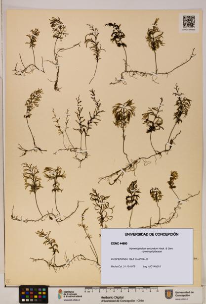 Hymenophyllum secundum [Espécimen: ]