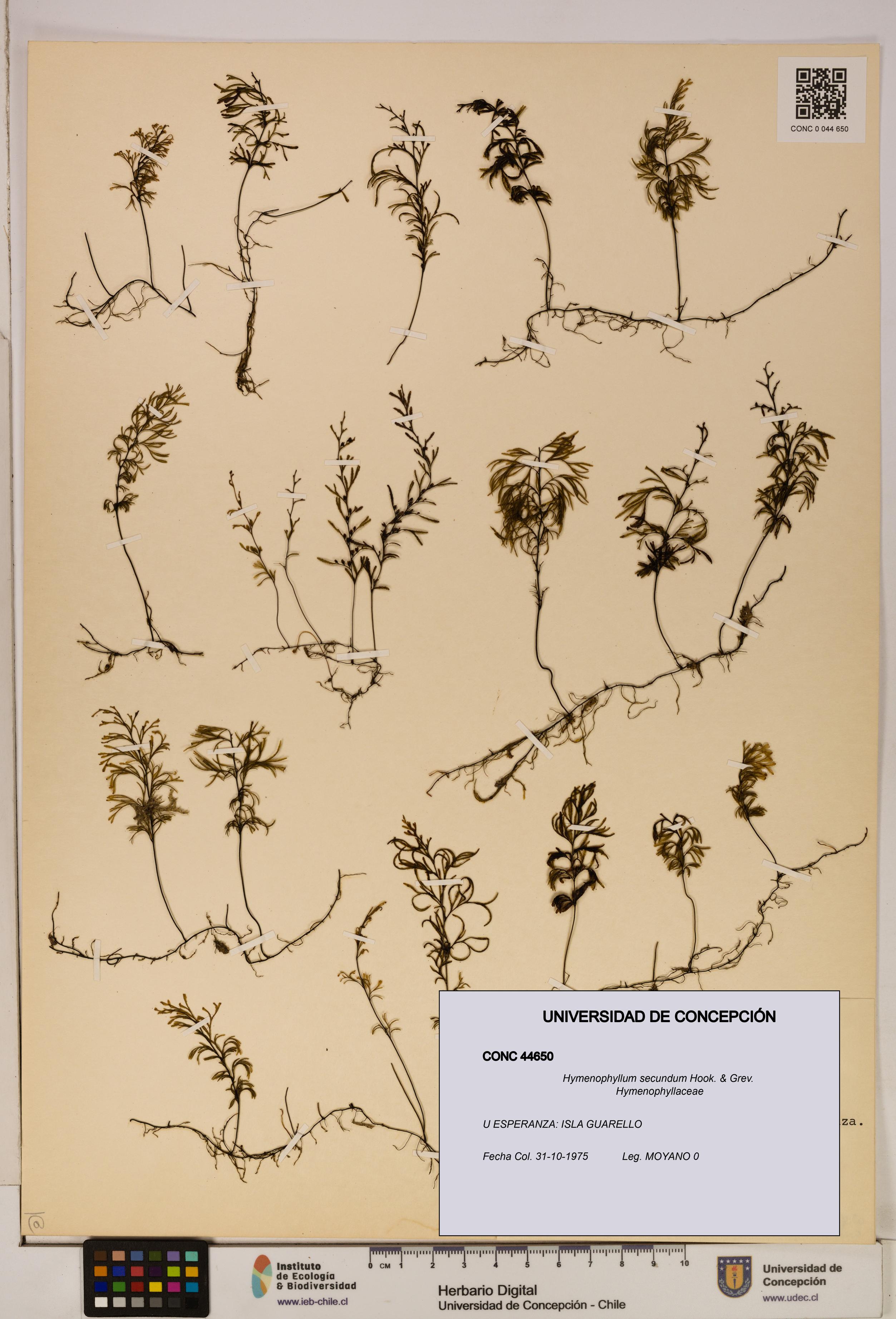Hymenophyllum secundum [Espécimen: ]