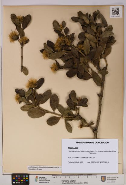 Archidasyphyllum diacanthoides [Espécimen: UDEC:CONC:0044660]