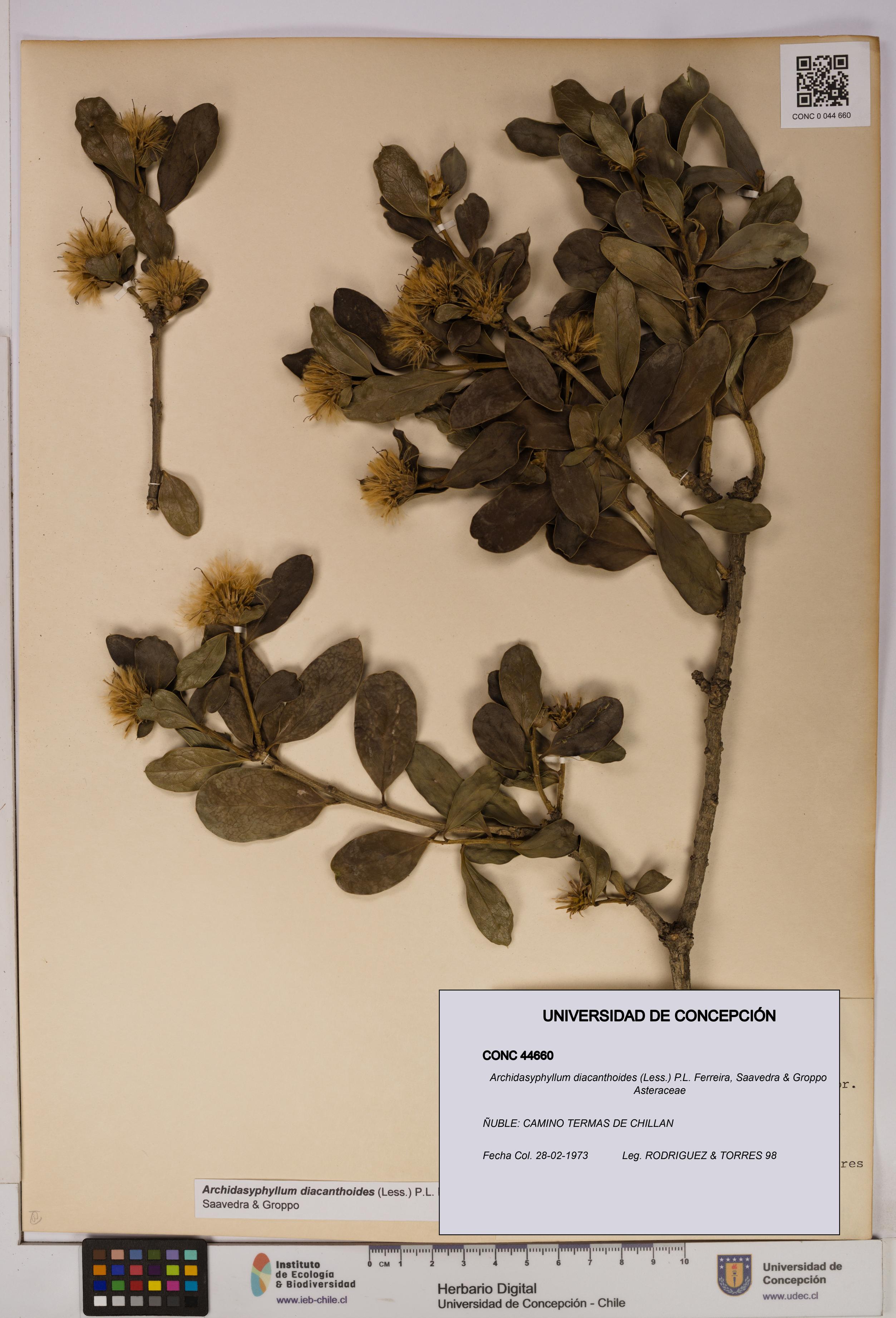 Archidasyphyllum diacanthoides [Espécimen: UDEC:CONC:0044660]