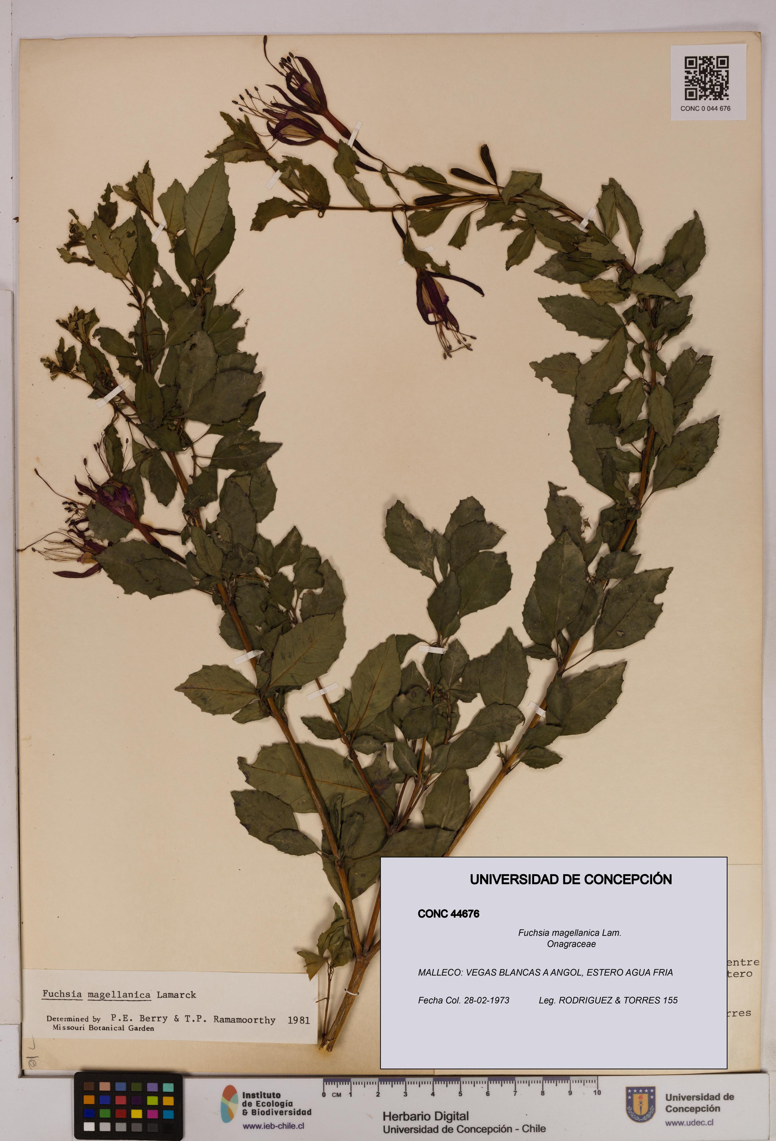 Fuchsia magellanica [Espécimen: UDEC:CONC:0044676]