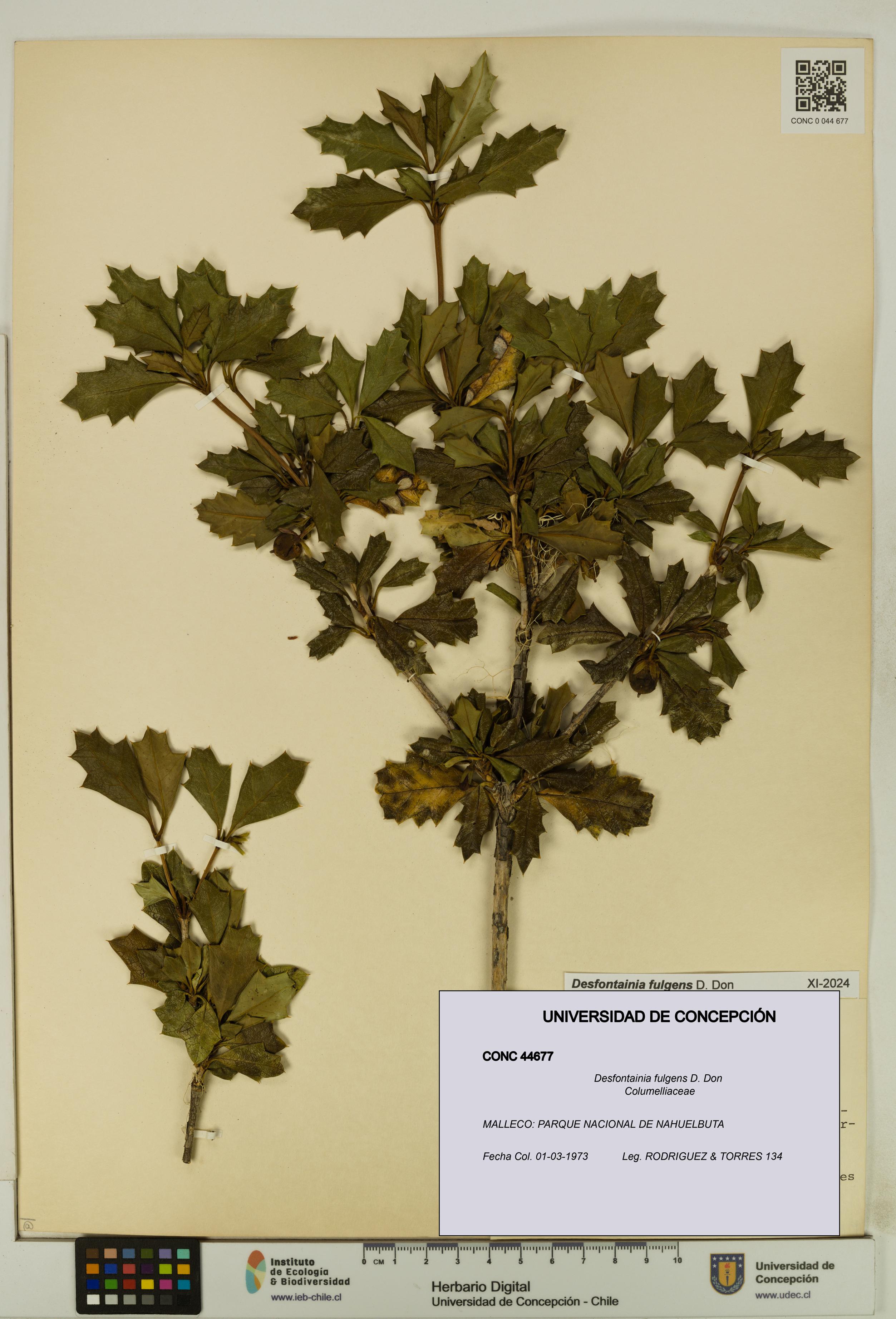 Desfontainia fulgens [Espécimen: UDEC:CONC:0044677]