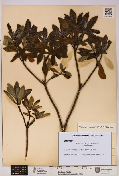 Ovidia andina [Espécimen: UDEC:CONC:0044681]