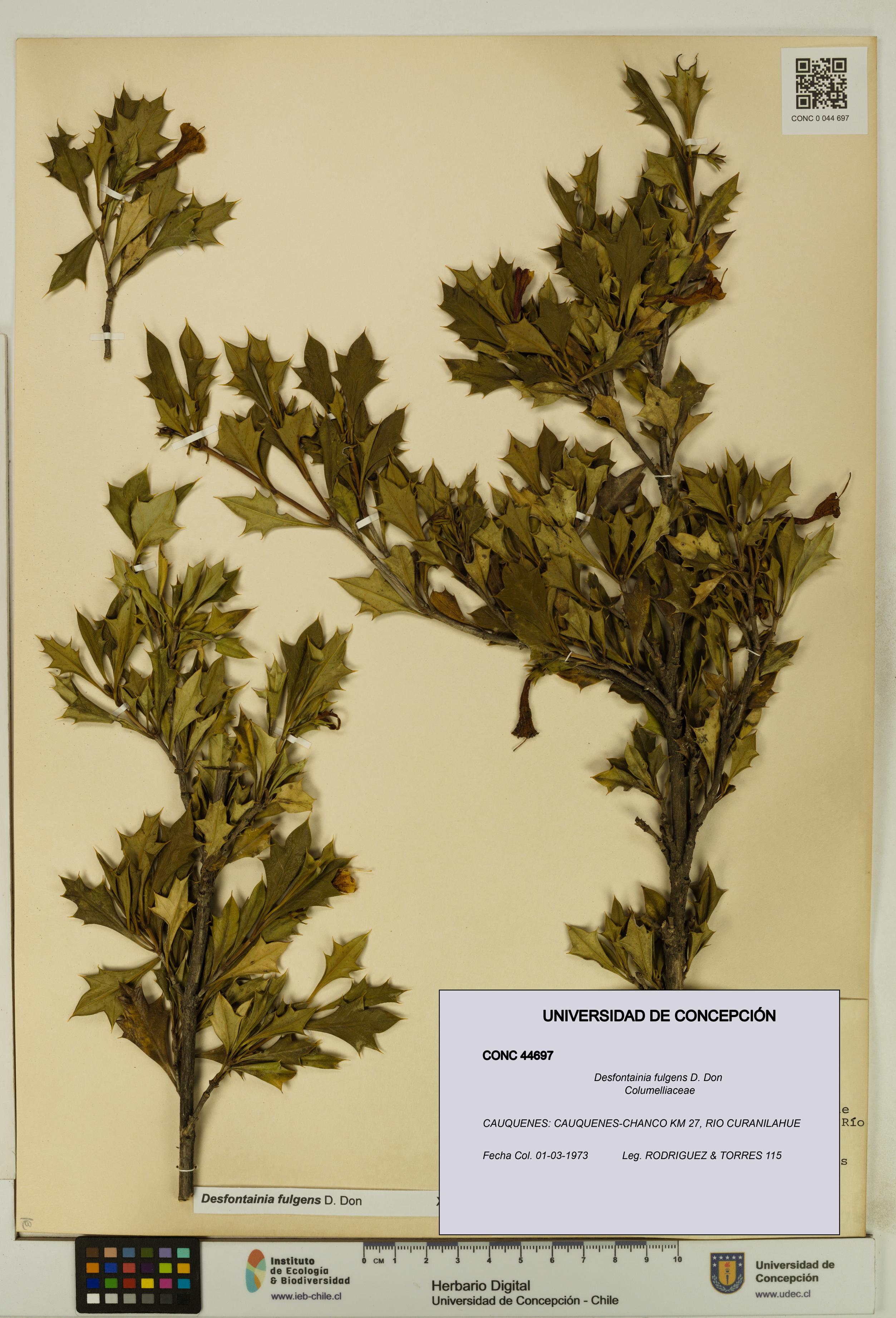Desfontainia fulgens [Espécimen: UDEC:CONC:0044697]