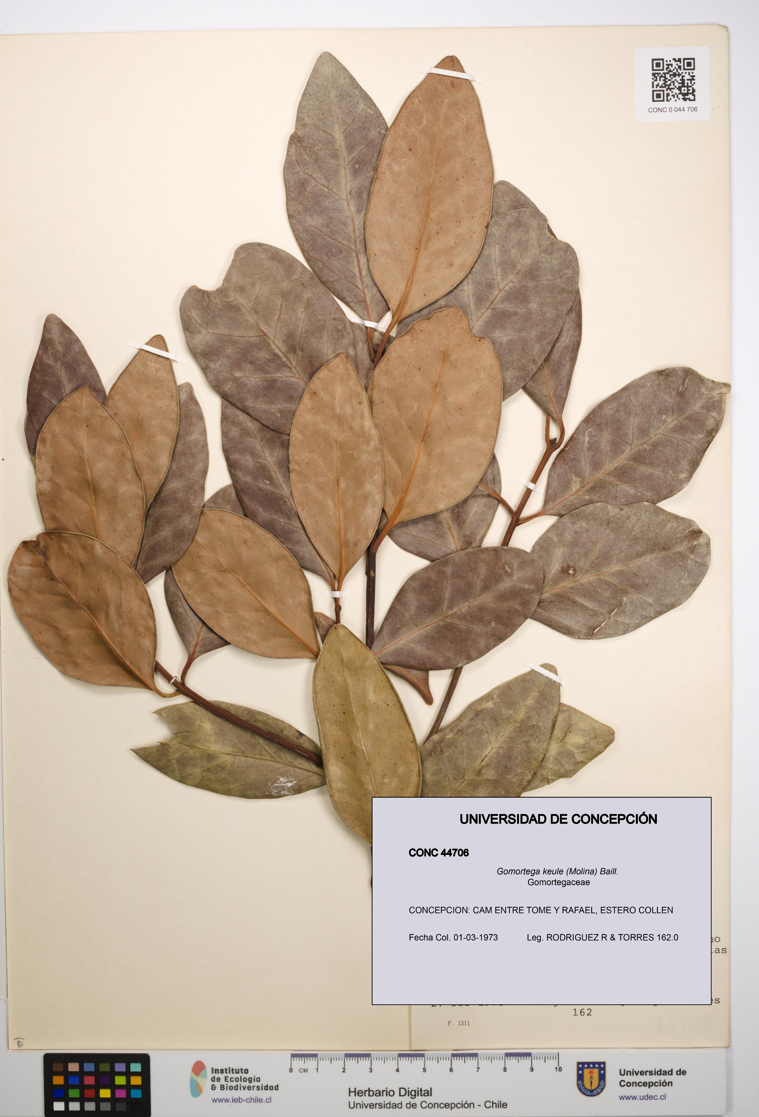 Gomortega keule [Espécimen: UDEC:CONC:0044706]