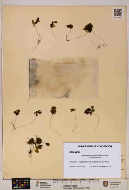 Hymenophyllum darwinii [Espécimen: UDEC:CONC:0044708]