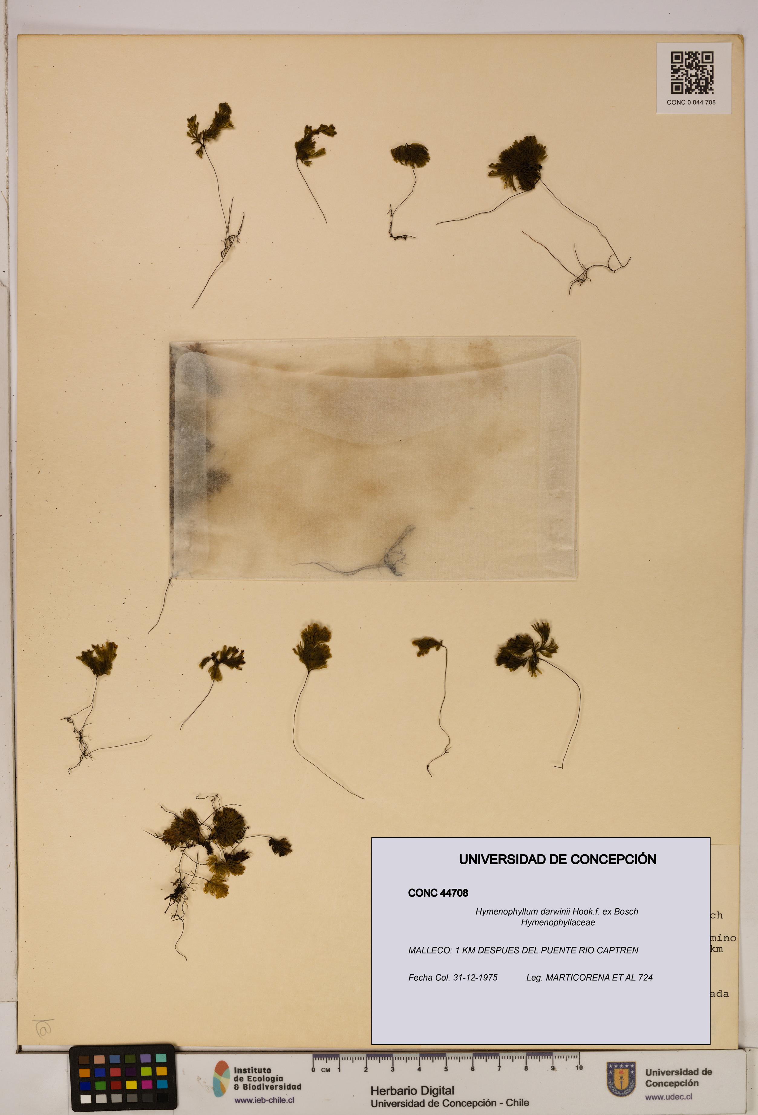 Hymenophyllum darwinii [Espécimen: UDEC:CONC:0044708]
