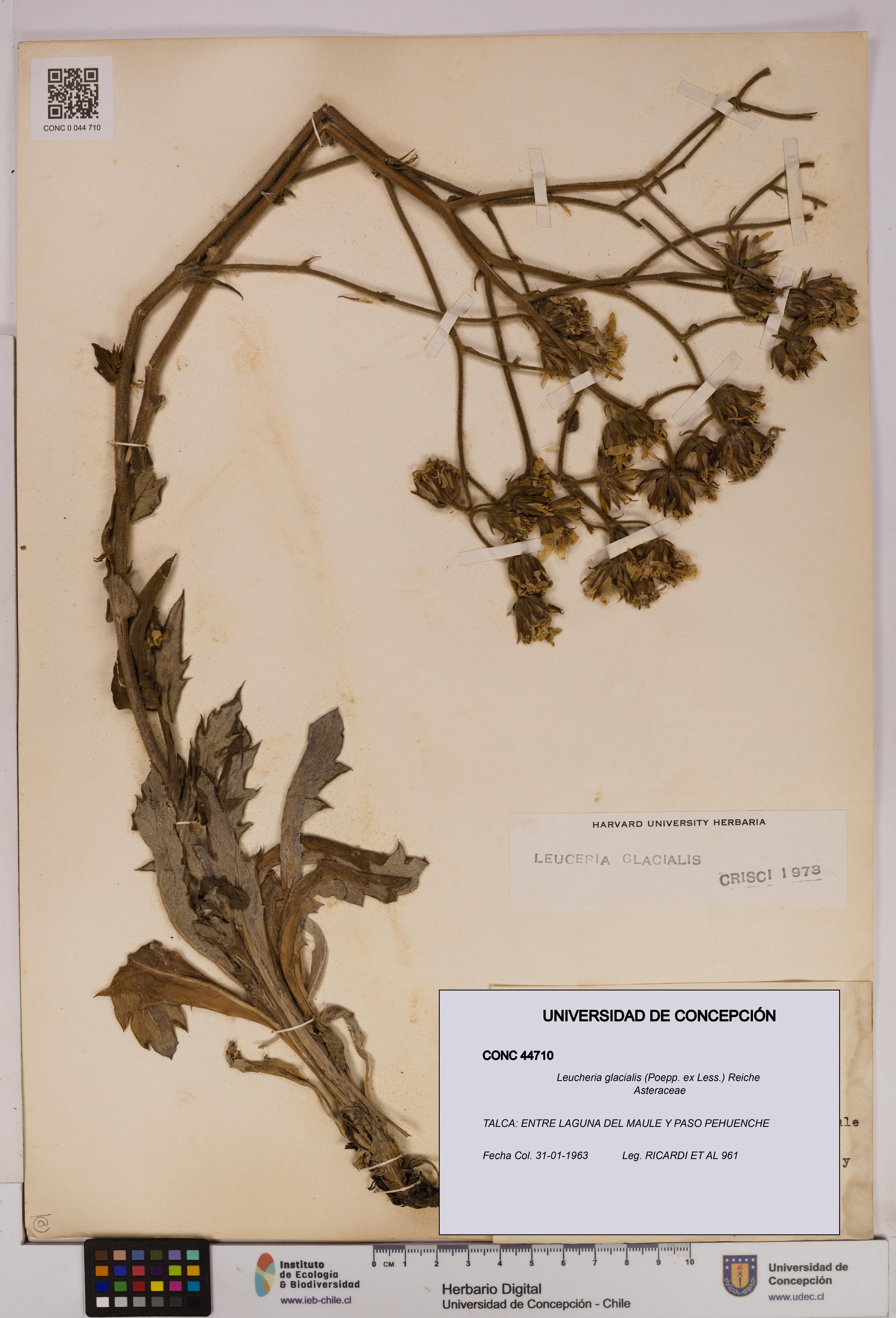 Leucheria glacialis [Espécimen: UDEC:CONC:0044710]