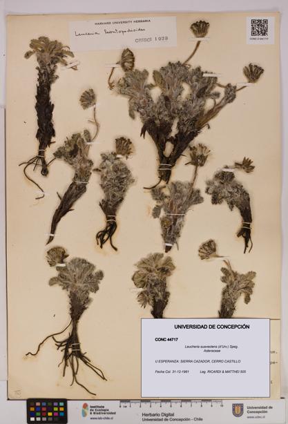 Leucheria suaveolens [Espécimen: UDEC:CONC:0044717]