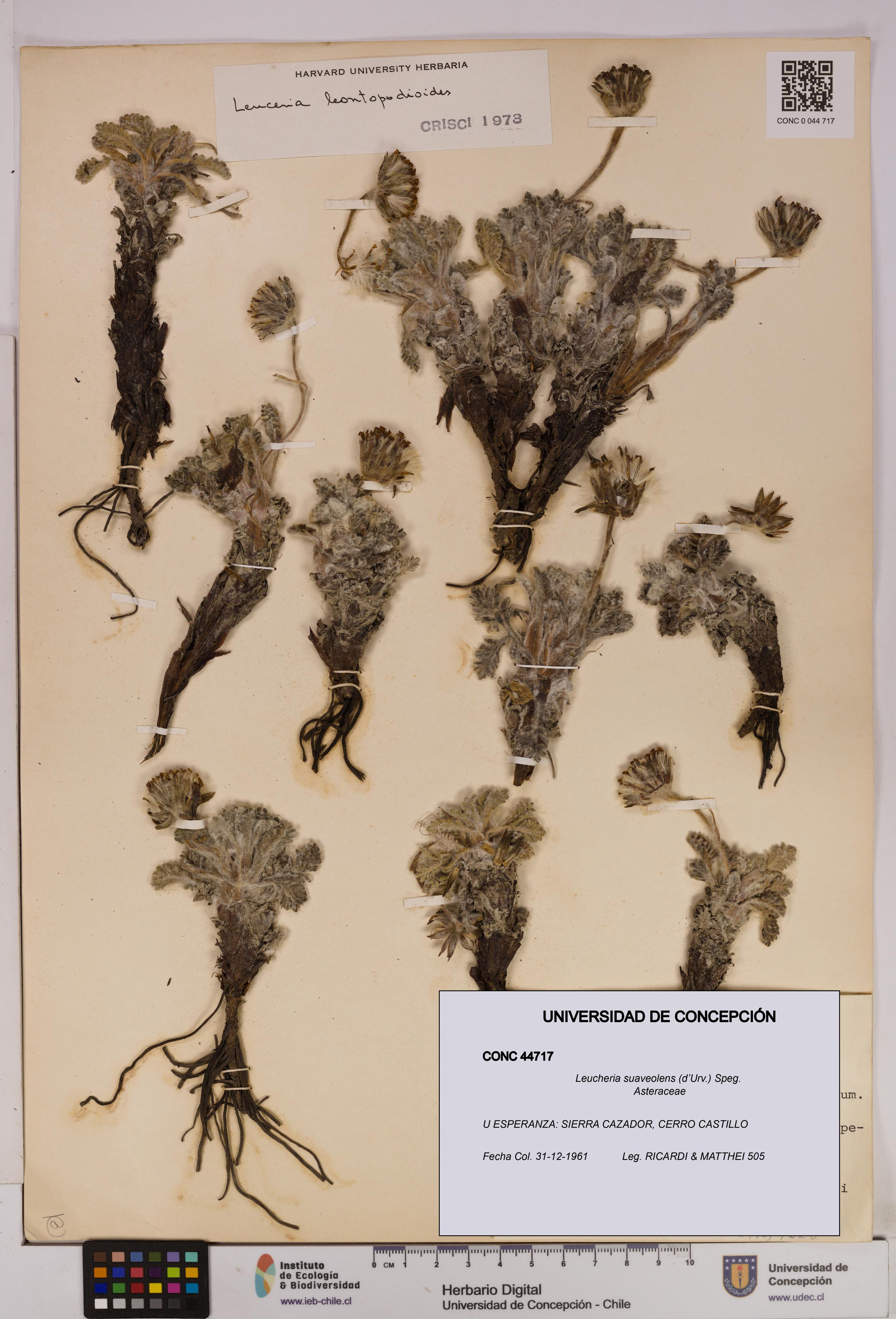 Leucheria suaveolens [Espécimen: UDEC:CONC:0044717]