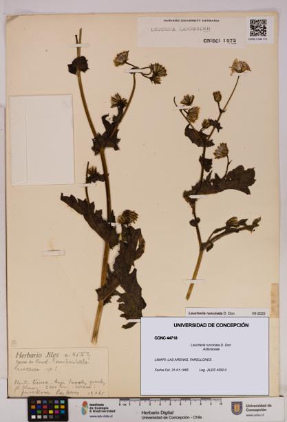 Leucheria runcinata [Espécimen: UDEC:CONC:0044718]