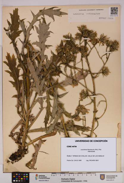 Leucheria thermarum [Espécimen: UDEC:CONC:0044734]